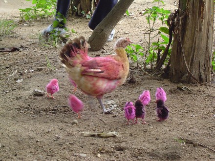 Hot Pink Chicks