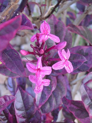 Pink Flowers