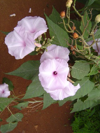 Hot Pink Flowers