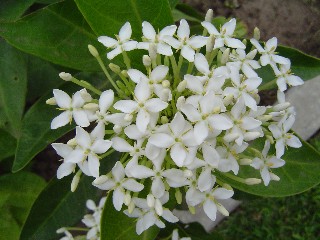 White Flowers