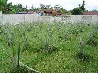 Pineapple Plants