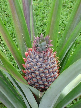 Pineapple