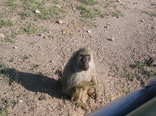 Baboon
