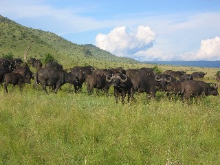 Real Buffalo