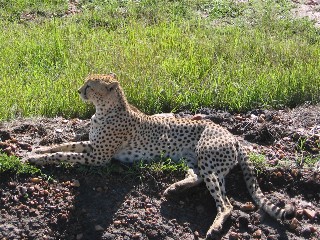 Cheetah