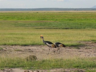 Crowned Cranes