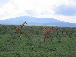 Giraffes