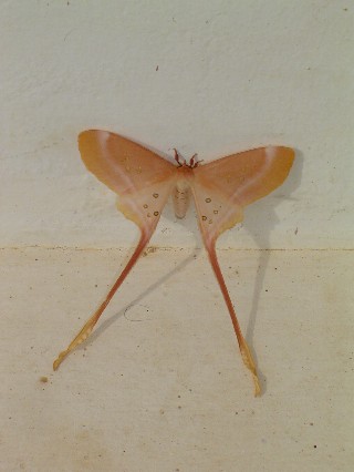 Moth