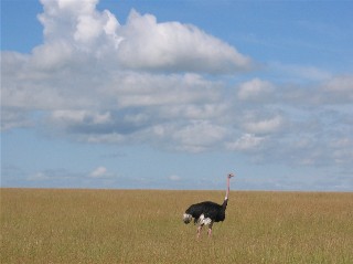 Ostrich