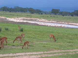 Waterhole