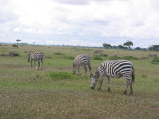 Zebras
