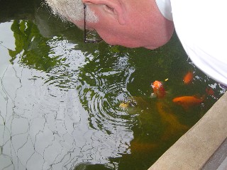 Koi