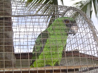 Parrot
