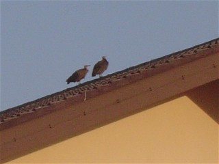 Vultures at church