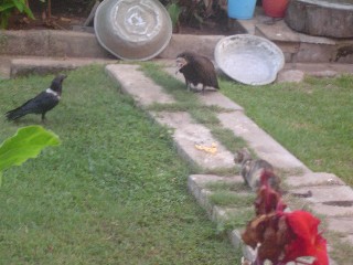 Stand Off