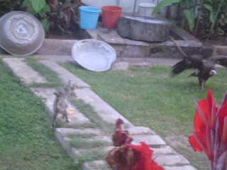 Cat scares the vulture away