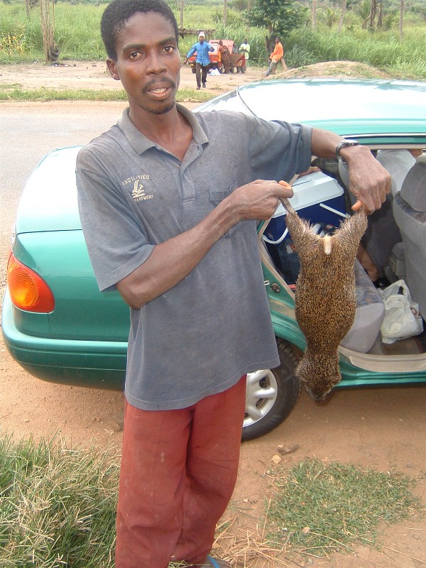 Grasscutter