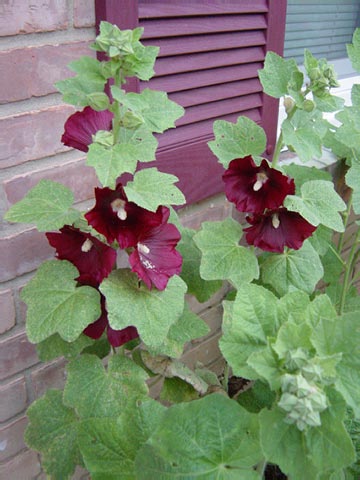 Hollyhocks