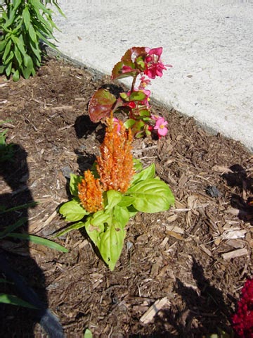 Celosia