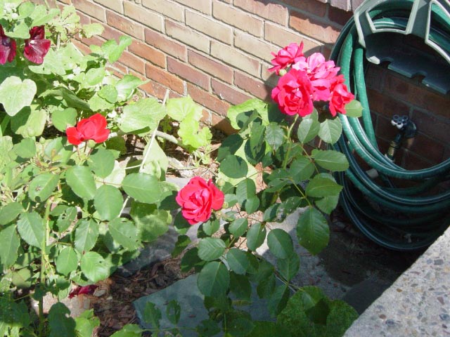 Roses